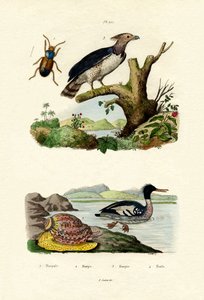 Red-breasted Merganser by French School